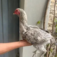 مرغ لاری درجه یک|حیوانات مزرعه|نکا, |دیوار