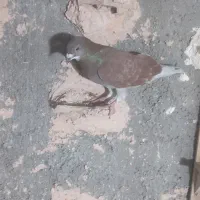 نرپرشی ۳۰۰