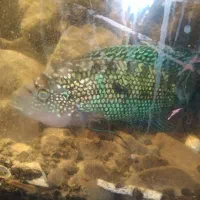 ماهی جک دمپسی|ماهی|مشهد, نیزه|دیوار