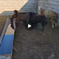 پنچ راس توقلی پای پروار . گوسفند بره
