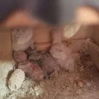 انواع عروس سرلاکی‌‌ و کوتوله سرلاکی‌ موجوده|پرنده|تربت جام, امام|دیوار