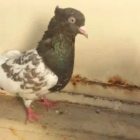 کبوتر شازده سبز و پیس  و کله سینه