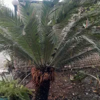 سیکاس پهن برگ درجه1 در سایز مختلف|گل و گیاه طبیعی|قائم‌شهر, |دیوار