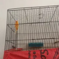 کوتوله مولد وقناری|پرنده|نجف‌آباد, قلعه سفید|دیوار