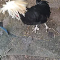 خروس لهستانی