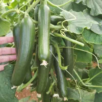 فروش زمین و گلخانه دردشت مک سوخته جالق