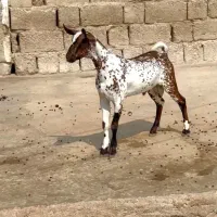 بزغاله خالص|حیوانات مزرعه|سنندج, |دیوار