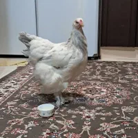مرغ