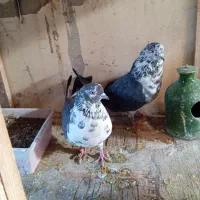 قاره دهن خورده