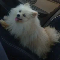 پامرانین خرسی