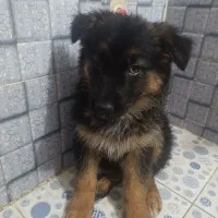 ژرمن شپرد شیبدار کینگ