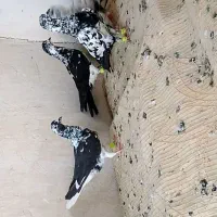 کفتر پرشی ظمانت