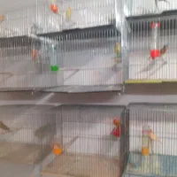 قناری وسره خاکی دونسته|پرنده|نجفآباد, صالح آباد|دیوار