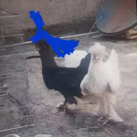 یه جفت سلطان مولد