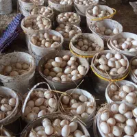 تخم نطفه دار اردک پکنی فقط پیش فروش ضمانتی