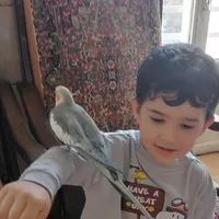 سلام طوطی رام و چند کلمه صحبت میکند|پرنده|رفسنجان, |دیوار