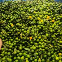 شیرین وآبدار