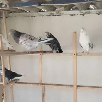 کفتر کپکی پرشی