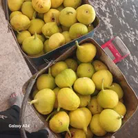 انجیر|خوردنی و آشامیدنی|ورامین, خورین|دیوار