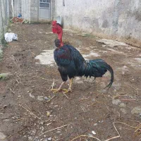 خروس گردن لختی