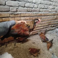جوجه