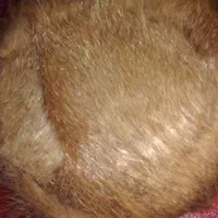 کلاه خز روگوشی