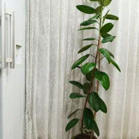 گلدان فیکوس