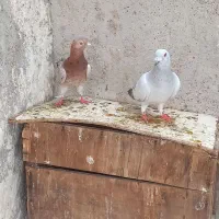 شامی کوهی سینه ای