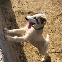 توله الابای