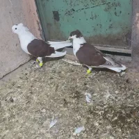 معاوضه میکنم