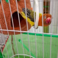 کتوله یووینگ گلد ابریشمی