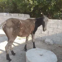 اسب|اسب و تجهیزات اسبسواری|جره و بالاده, |دیوار