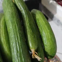 خیارتردوخوشمزه