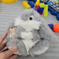 خرگوش پولیشی خارجی