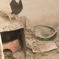 گرفتنی طوقی کاکلی و آبگون سرخ