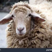 گوسفند زنده و خونی