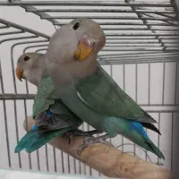 طوطی برزیلی|پرنده|تهران, صادقیه|دیوار