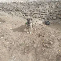 حیوانات|سگ|بستان آباد, |دیوار