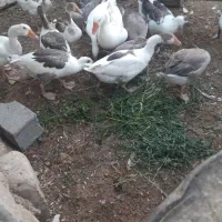 غاز امسال تر و تمیز آماده فروش نزدیک ب تخم گذاری