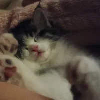 گربه میکس پرشین و هیمالین