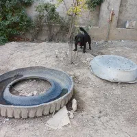 پاکوتاه نگهبان سفت نر