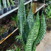 سانسوریا کرواتی فقط ۸۵ ت