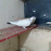 فروش کبوتر|پرنده|رودسر, |دیوار