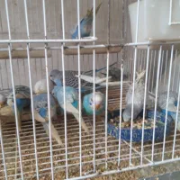 مرغ عشق|پرنده|نگین شهر, |دیوار