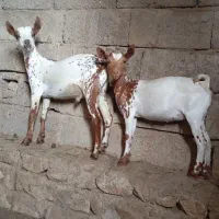 کهره های صلاله