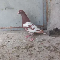 با سلام ماده میولمنز ب شرط تخم و جوجه