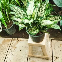 اگلونما برفی ،گل و گیاه آپارتمانی