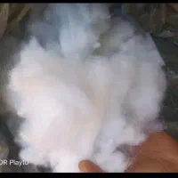فروش پنبه