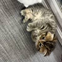 گربه بریتیش|گربه|کرمانشاه, |دیوار