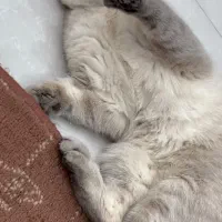 فروش تعدادی مولد اسکاتیش و بریتیش نر و ماده|گربه|اهواز, کیانپارس |دیوار